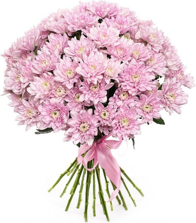 Кустовая розовая хризантема