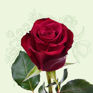 Розы Эквадор